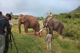 magna elephant