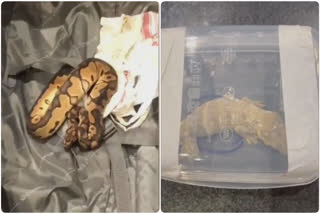 Customs seize 47 pythons, 2 lizards from passenger at Trichy Airport; man held