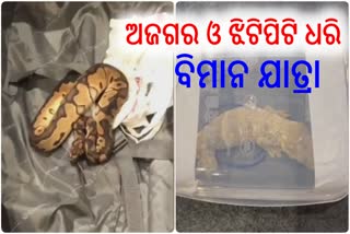 Pythons and Lizard Seized at Trichy Airport