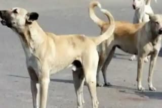 dog attack on girl child