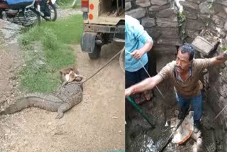 Crocodile Rescue in Kota