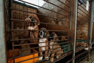 Dog meat consumption, a centuries-old practice on the Korean Peninsula, isn't explicitly prohibited or legalized in South Korea. But more and more people want it banned, and there's increasing public awareness of animal rights and worries about South Korea’s international image.