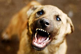 Stray Dog Attack  Stray Dog Attack in Chimeni  Stray Dog Attack in Chimeni Four injured  Stray Dog  Four injured  ചീമേനിയിൽ തെരുവുനായ ആക്രമണത്തില്‍  ചീമേനി  തെരുവുനായ  നായ  തെരുവുനായ ആക്രമണത്തില്‍  നാലുപേർക്ക് പരിക്ക്  തെരുവുനായ ആക്രമണം  കാസർകോട്  കാഞ്ഞങ്ങാട്