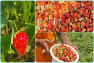 Etv BharatStrawberry benefits