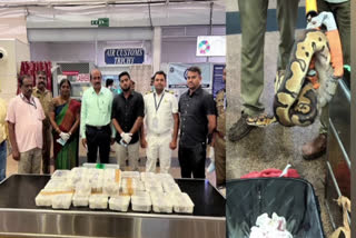 47 Pythons and 2 Lizards Seized at Trichy Airport: Passenger Detained After Customs Intercept Live Reptiles from Trolley Bag