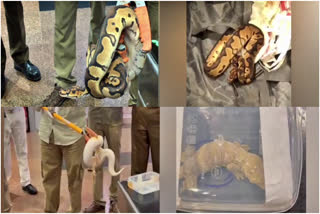 47 Pythons and 2 Lizards Seized  Pythons and 2 Lizards Seized at Trichy Airport  Passenger Detained After Customs Intercept  Live Reptiles from Trolley Bag  ವಿವಿಧ ಜಾತಿಯ 47 ಹೆಬ್ಬಾವು  2 ಹಲ್ಲಿಗಳು ಸಾಗಾಟಕ್ಕೆ ಯತ್ನ  ಏರ್​ಪೋರ್ಟ್​ನಲ್ಲಿ ಸಿಕ್ಕಿಬಿದ್ದ ಆರೋಪಿ  ಅಂತಾರಾಷ್ಟ್ರೀಯ ವಿಮಾನ ನಿಲ್ದಾಣ  ವಿದೇಶದಿಂದ ಅಕ್ರಮವಾಗಿ ಸಾಗಿಸಲಾಗುತ್ತಿದ್ದ 47 ಹಾವು  ಪ್ರಯಾಣಿಕರು ಚಿನ್ನಾಭರಣ ಕಳ್ಳಸಾಗಣೆ  ಅಧಿಕಾರಿಗಳು ವಶಪಡಿಸಿಕೊಳ್ಳುವ ಕಥೆ ನಿರಂತರ  ಟ್ರಾಲಿ ಬ್ಯಾಗ್‌ನಲ್ಲಿ ಬಚ್ಚಿಟ್ಟಿದ್ದ 47 ಜೀವಂತ ಹೆಬ್ಬಾವು  ಹಲ್ಲಿಗಳನ್ನು ಕಳ್ಳಸಾಗಣೆ ಮಾಡಲು ಯತ್ನ  ಹುಸೇನ್​ನ ಬ್ಯಾಗ್‌ಗಳಲ್ಲಿ ಅನುಮಾನಾಸ್ಪದ ಸಂಗತಿ