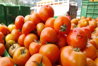 Tomato Price  Solan market sells tomatoes at record price  Solan market  tomatoes at record price  omatoes to traders from other states  ഓട്ടം നിര്‍ത്താതെ തക്കാളി വില  തക്കാളി വില  തക്കാളി  പെട്ടി ഒന്നിന് 27 വർഷത്തിനിടയിലെ റെക്കോര്‍ഡ് വില  റെക്കോര്‍ഡ് വില  വില  ഹൈബ്രിഡ് തക്കാളി  സോളൻ  പച്ചക്കറി മാർക്കറ്റിലെ വില  സോളന്‍  മഹാരാഷ്‌ട്ര