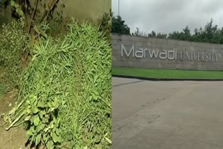 Marwadi University Ganja Case