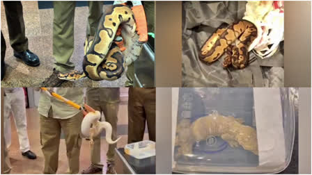 47 Pythons and 2 Lizards Seized  Pythons and 2 Lizards Seized at Trichy Airport  Passenger Detained After Customs Intercept  Live Reptiles from Trolley Bag  ವಿವಿಧ ಜಾತಿಯ 47 ಹೆಬ್ಬಾವು  2 ಹಲ್ಲಿಗಳು ಸಾಗಾಟಕ್ಕೆ ಯತ್ನ  ಏರ್​ಪೋರ್ಟ್​ನಲ್ಲಿ ಸಿಕ್ಕಿಬಿದ್ದ ಆರೋಪಿ  ಅಂತಾರಾಷ್ಟ್ರೀಯ ವಿಮಾನ ನಿಲ್ದಾಣ  ವಿದೇಶದಿಂದ ಅಕ್ರಮವಾಗಿ ಸಾಗಿಸಲಾಗುತ್ತಿದ್ದ 47 ಹಾವು  ಪ್ರಯಾಣಿಕರು ಚಿನ್ನಾಭರಣ ಕಳ್ಳಸಾಗಣೆ  ಅಧಿಕಾರಿಗಳು ವಶಪಡಿಸಿಕೊಳ್ಳುವ ಕಥೆ ನಿರಂತರ  ಟ್ರಾಲಿ ಬ್ಯಾಗ್‌ನಲ್ಲಿ ಬಚ್ಚಿಟ್ಟಿದ್ದ 47 ಜೀವಂತ ಹೆಬ್ಬಾವು  ಹಲ್ಲಿಗಳನ್ನು ಕಳ್ಳಸಾಗಣೆ ಮಾಡಲು ಯತ್ನ  ಹುಸೇನ್​ನ ಬ್ಯಾಗ್‌ಗಳಲ್ಲಿ ಅನುಮಾನಾಸ್ಪದ ಸಂಗತಿ