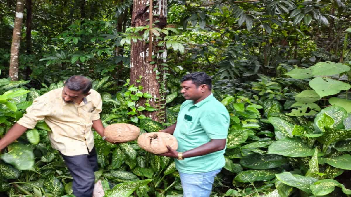 വാകത്താനത്ത് കഞ്ചാവ് വേട്ട  കഞ്ചാവ് പിടികൂടി  5 KG GANJA SEIZED IN VAKATHANAM  GANJA SEIZED IN KOTTAYAM