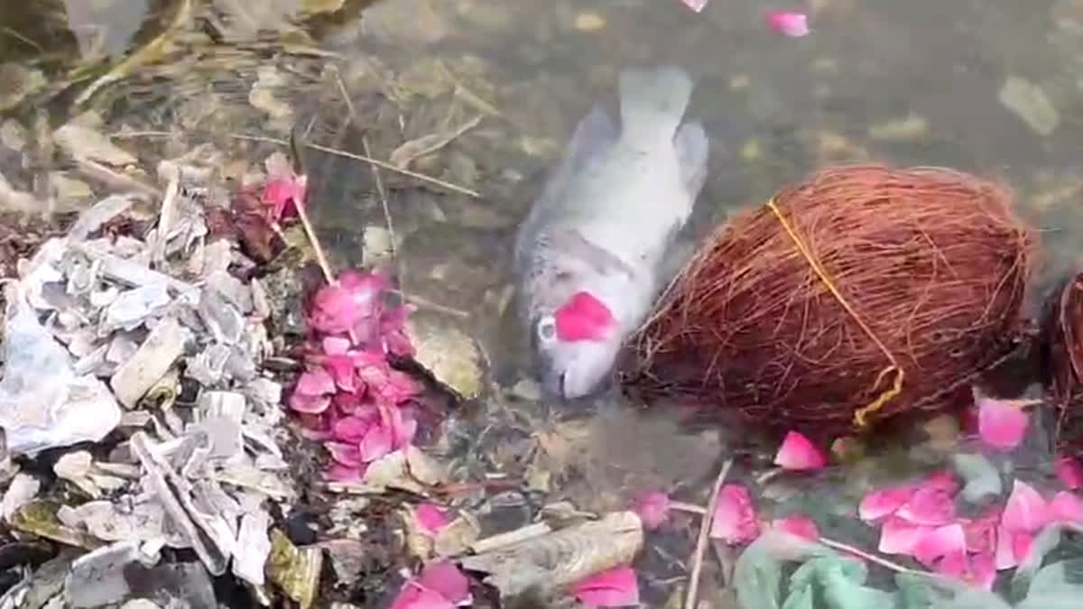 Fish dying due to pollution in Pushkar Sarovar