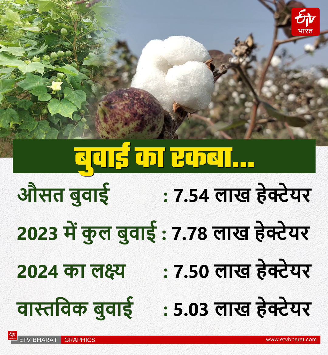 Cotton Crop Area Reduced