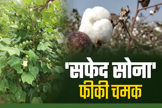 Cotton Farming in Jodhpur