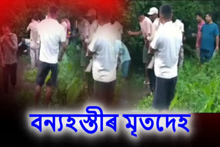 Wild Elephant Body found in Golaghat