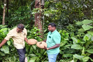 വാകത്താനത്ത് കഞ്ചാവ് വേട്ട  കഞ്ചാവ് പിടികൂടി  5 KG GANJA SEIZED IN VAKATHANAM  GANJA SEIZED IN KOTTAYAM