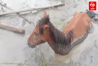 Wild horse in Dibrugarh