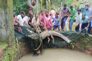 CROCODILE, WHICH FOUND IN WELL IN NAGURU, WAS CAPTURED AFTER CONTINUOUS ONE DAY OPERATION