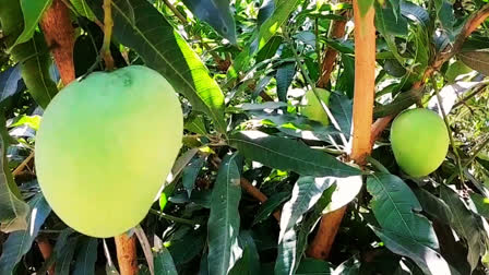 Mango Leaves Health Benefits