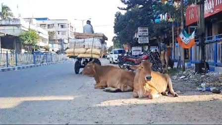 Cattle smuggling in Raiganj