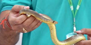 Six cobras rescued in Hyderabad