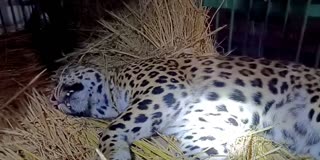 کشمیر، مادہ تیندوے کو تین بچوں سمیت کیا گیا ریسکیو