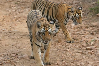 CEC Recommends Supreme Court To Approve Rationalisation Of Sariska Tiger Reserve Boundaries