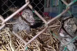 مادہ تیندوا اور اس کے بچوں کو کیا گیا ریسکیو