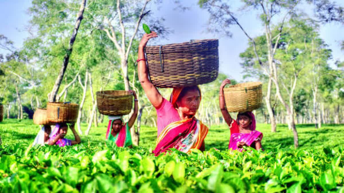 Crisis in Assam Tea Industry  Assam tea industry in crisis  68 tea gardens sold in past 5 years  ಸಂಕಷ್ಟಕ್ಕೆ ಸಿಲುಕಿದ ಅಸ್ಸೋಂ ಟೀ ಬ್ಯುಸಿನೆಸ್  5 ವರ್ಷಗಳಲ್ಲಿ 68 ಚಹಾ ತೋಟಗಳು ಮಾರಾಟ  ಅಸ್ಸೋಂನ ಚಹಾ ಉದ್ಯಮ ಈಗ ಸಂಕಷ್ಟ  ಚಹಾ ಉದ್ಯಮಕ್ಕೆ ಇದು ಒಳ್ಳೆಯ ಲಕ್ಷಣವಲ್ಲ  ಅಸ್ಸೋಂ ಟೀ ನೌಕರರ ಸಂಘ  ಚಹಾ ಉದ್ಯಮವು ಈಗ ಭಯಾನಕ ಬಿಕ್ಕಟ್ಟ