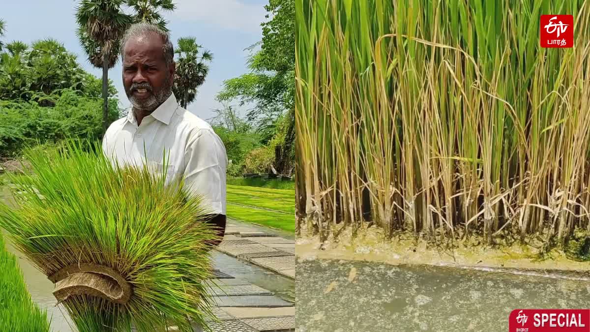 பாதிப்படைந்த பாய் நாற்றங்கால் தயாரிப்பு பணி