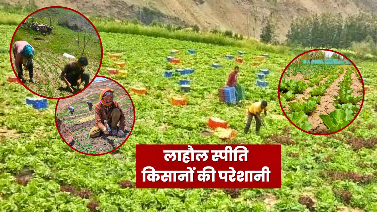 Lahaul Spiti Farmers Are In Loss