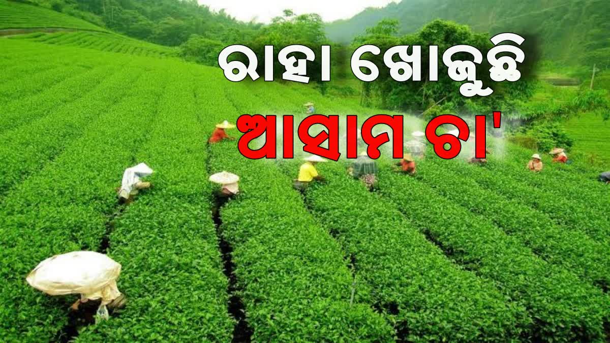 Crisis in Assam Tea Industry