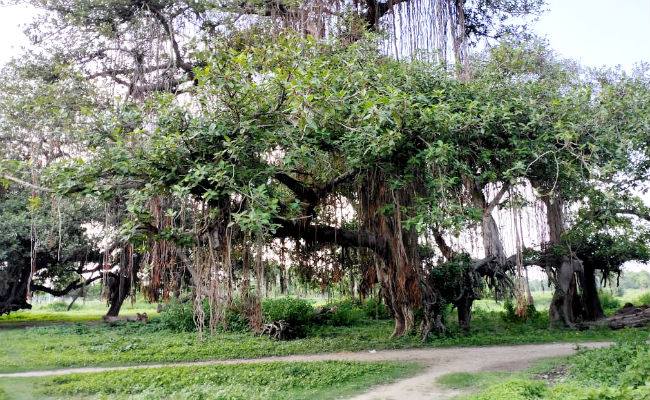 Banyan Trees And Temple Brother Sister Relationship