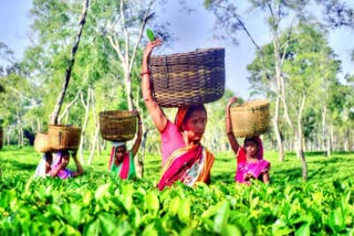 Crisis in Assam Tea Industry  Assam tea industry in crisis  68 tea gardens sold in past 5 years  ಸಂಕಷ್ಟಕ್ಕೆ ಸಿಲುಕಿದ ಅಸ್ಸೋಂ ಟೀ ಬ್ಯುಸಿನೆಸ್  5 ವರ್ಷಗಳಲ್ಲಿ 68 ಚಹಾ ತೋಟಗಳು ಮಾರಾಟ  ಅಸ್ಸೋಂನ ಚಹಾ ಉದ್ಯಮ ಈಗ ಸಂಕಷ್ಟ  ಚಹಾ ಉದ್ಯಮಕ್ಕೆ ಇದು ಒಳ್ಳೆಯ ಲಕ್ಷಣವಲ್ಲ  ಅಸ್ಸೋಂ ಟೀ ನೌಕರರ ಸಂಘ  ಚಹಾ ಉದ್ಯಮವು ಈಗ ಭಯಾನಕ ಬಿಕ್ಕಟ್ಟ