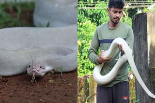 long white python in karnataka