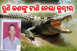 crocodile drag away man from brahmani river