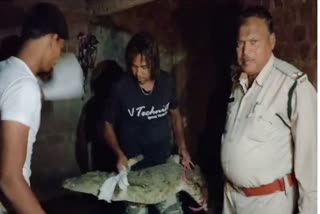 Crocodile rescue in Vidisha