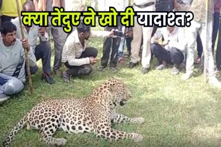 Dewas Leopard video viral