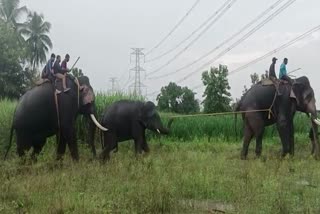 Forest Officials Captured Elephant