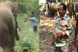Forest department employee killed by wild elephant