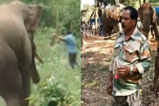 A forest department employee was crushed by a wild elephant in Karnataka