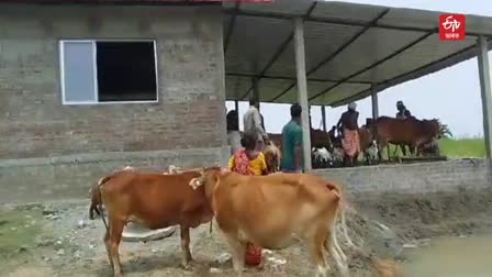 Flood in Morigaon