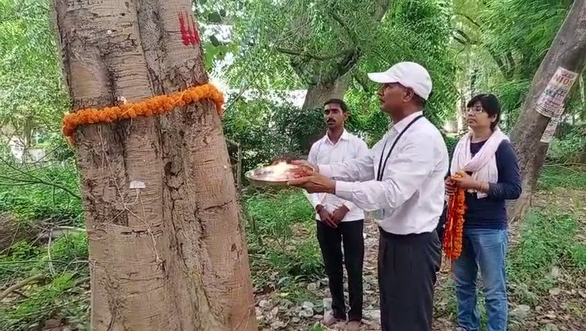 इलाहाबाद सेंट्रल विवि के रिटायर प्रोफेसर एनबी सिंह पेड़ों की आरती करते हुए