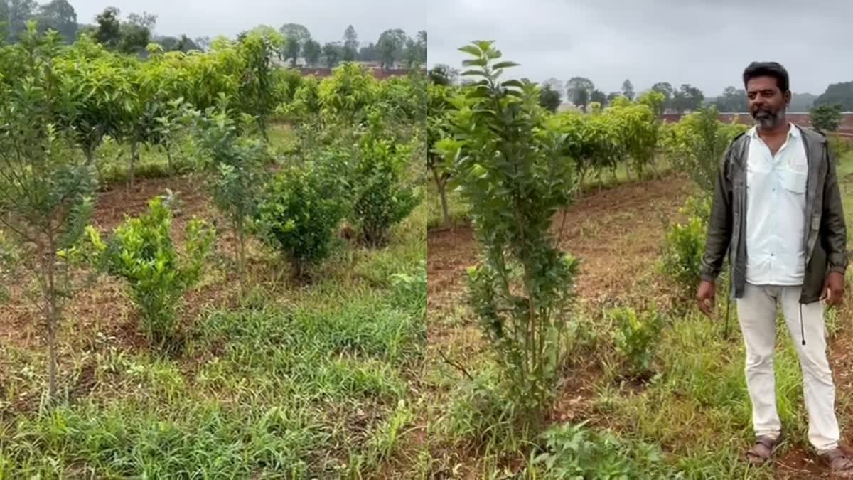 Apple cultivation being done in Netarhat of Latehar