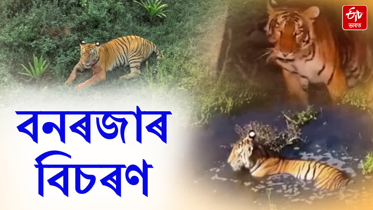 Royal Bengal tiger roaming freely in different parts of Kaliabor