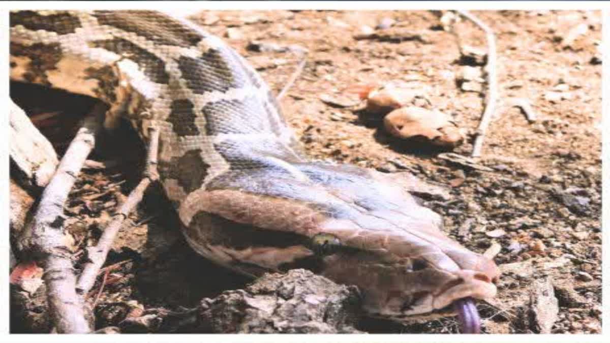 PYTHON IN BAGAHA