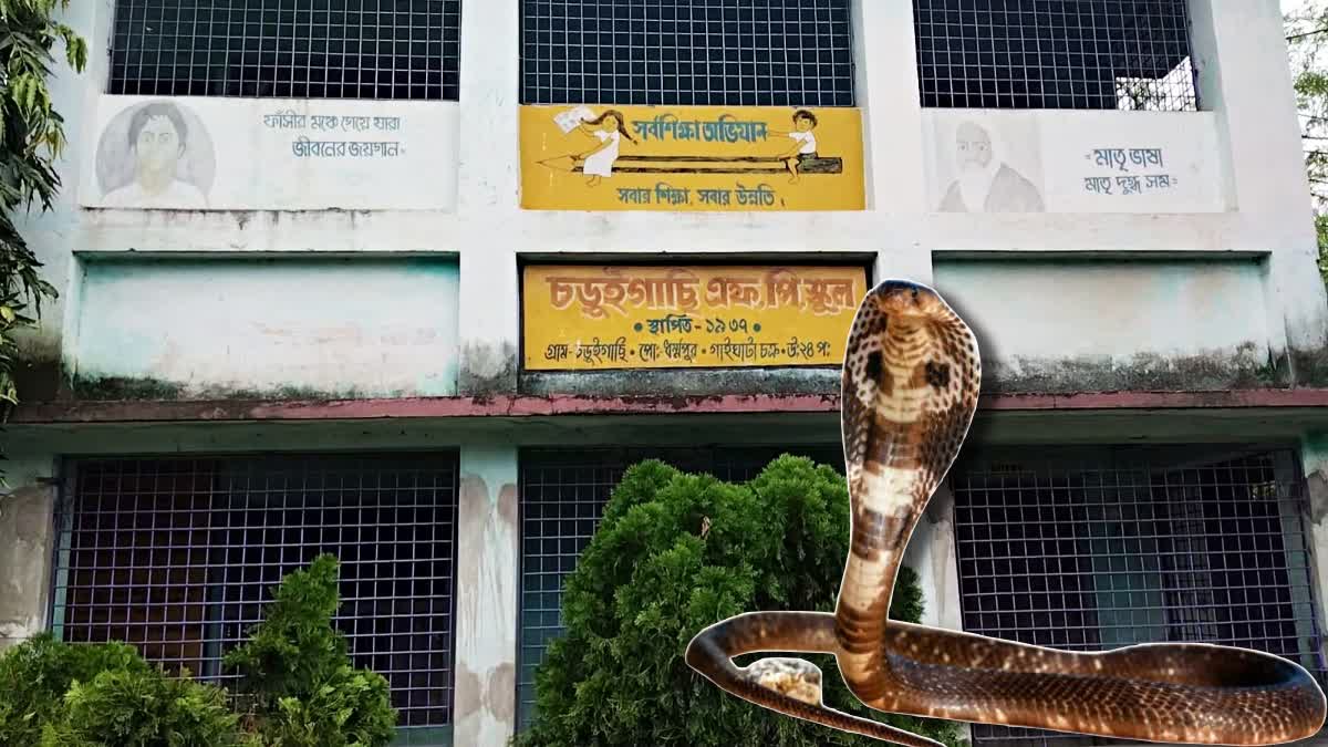 Snake Tries to bite Student