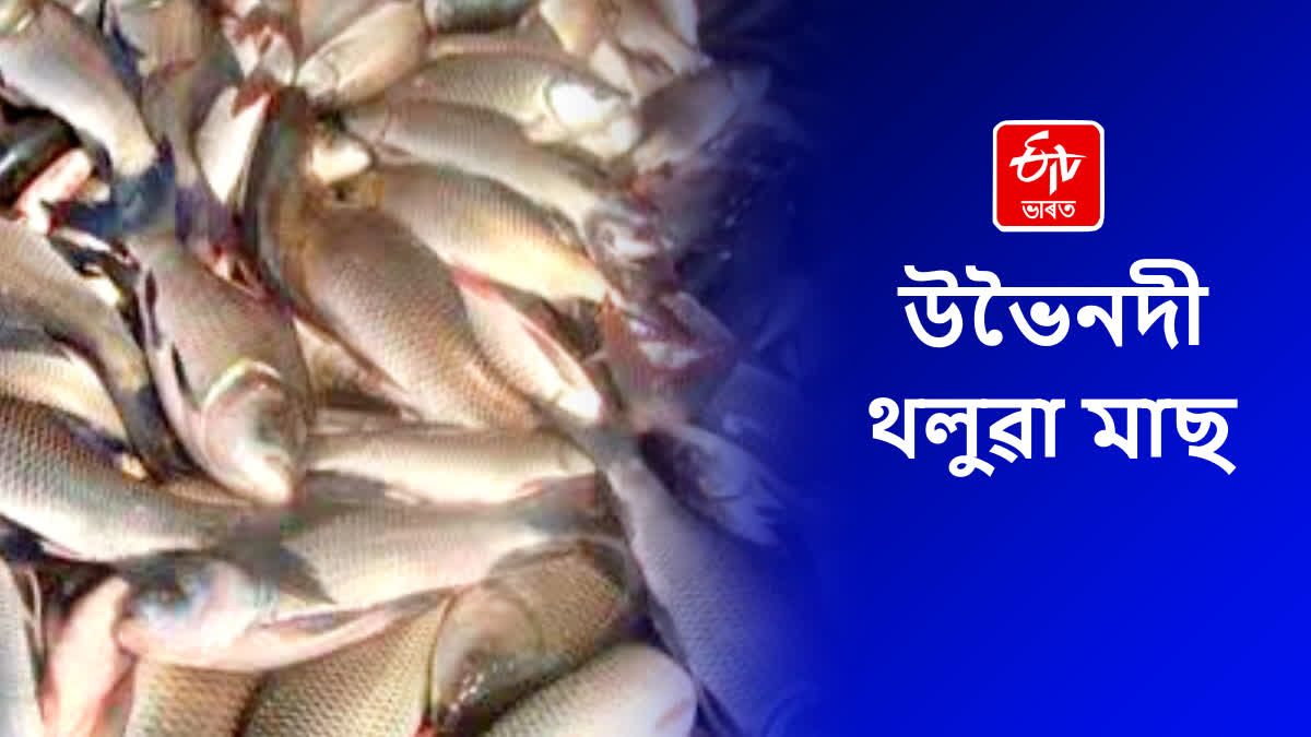 Fish production increased in Assam