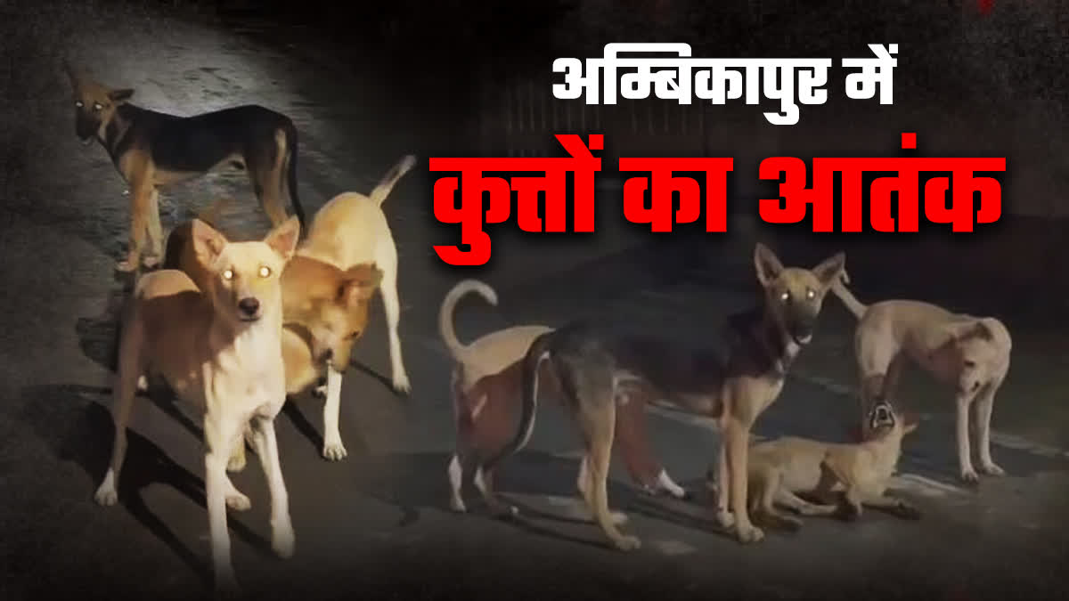 DOG BITE CASES INCREASED AMBIKAPUR