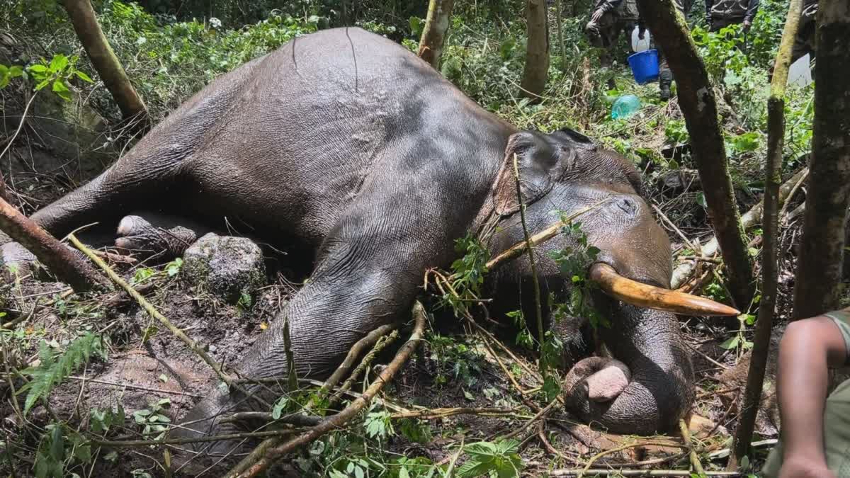 മുറിവാലൻക്കൊമ്പൻ ചക്കക്കൊമ്പൻ  MURIVALAN KOMBAN INJURED  WILD ELEPHANT MURIVALAN KOMBAN  LATEST NEWS IN MALAYALAM