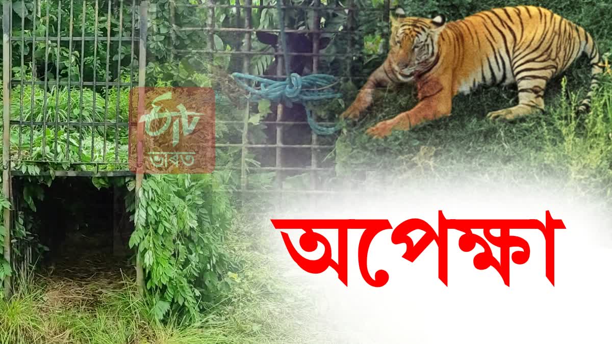 TIGER TERROR IN KALIABOR